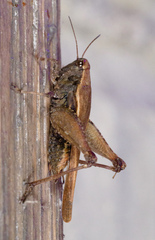 Tettigidea lateralis