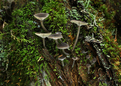 Hydropus rugosodiscus