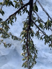 Cercocarpus ledifolius