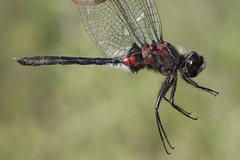 Leucorrhinia glacialis
