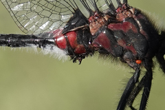 Leucorrhinia glacialis