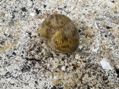 Nerita peloronta