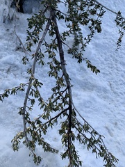 Cercocarpus ledifolius