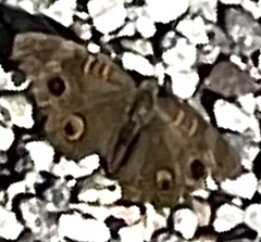 Junonia nigrosuffusa