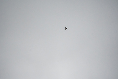 Falco novaeseelandiae