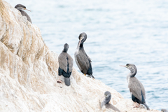 Phalacrocorax punctatus