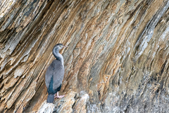Phalacrocorax punctatus