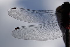 Leucorrhinia glacialis