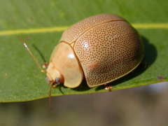 Paropsisterna crocata