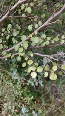 Muehlenbeckia