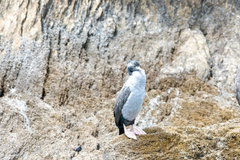 Phalacrocorax punctatus
