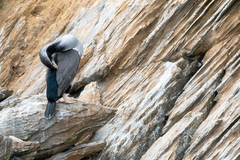 Phalacrocorax punctatus