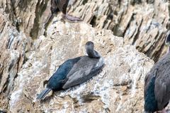 Phalacrocorax punctatus