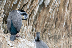 Phalacrocorax punctatus