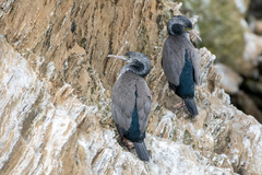 Phalacrocorax punctatus