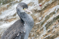 Phalacrocorax punctatus