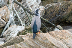 Phalacrocorax punctatus