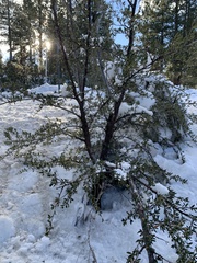 Cercocarpus ledifolius