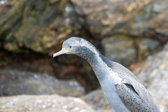 Phalacrocorax punctatus