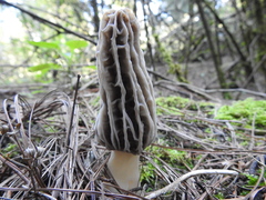 Morchella