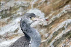 Phalacrocorax punctatus