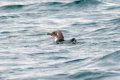 Eudyptula minor variabilis