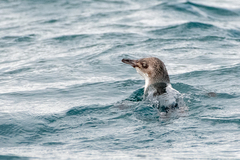 Eudyptula minor variabilis