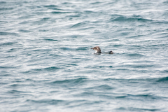 Eudyptula minor variabilis