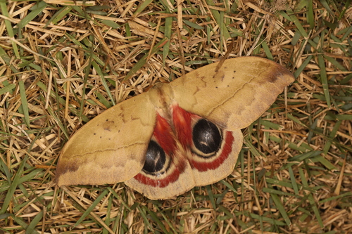Automeris janus