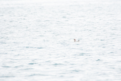 Eudyptula minor variabilis