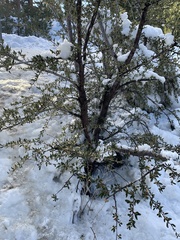 Cercocarpus ledifolius