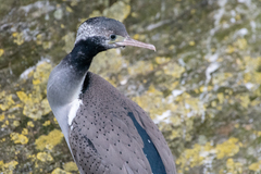 Phalacrocorax punctatus