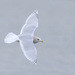 Iceland Gull - Photo (c) brian stahls, some rights reserved (CC BY-NC), uploaded by brian stahls