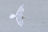 Iceland Gull - Photo (c) brian stahls, some rights reserved (CC BY-NC), uploaded by brian stahls