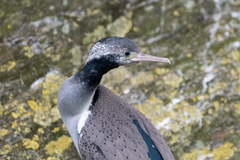 Phalacrocorax punctatus