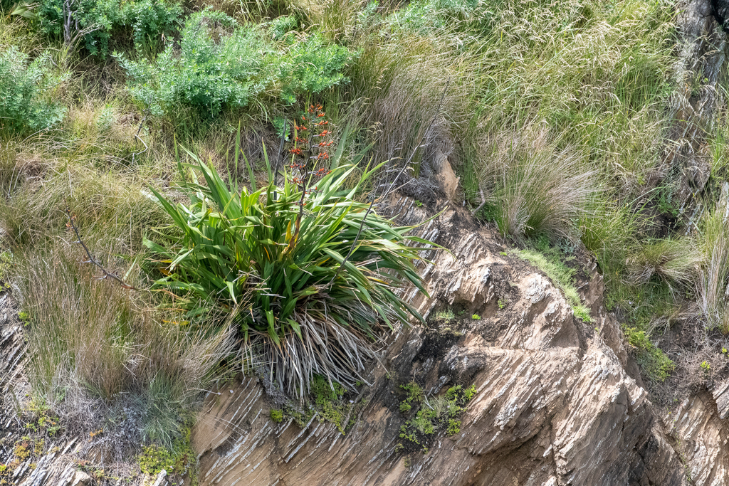 Mountain flax from Marlborough, New Zealand on December 19, 2022 at 01: ...