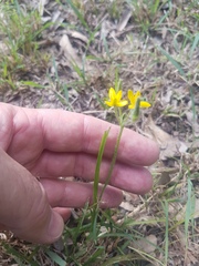 Hypoxis pratensis