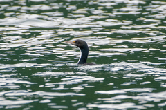 Leucocarbo carunculatus