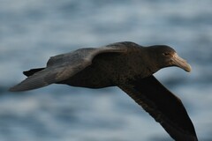 Macronectes giganteus