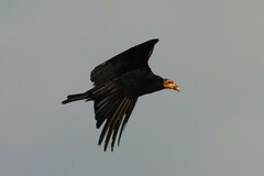 Cathartes burrovianus