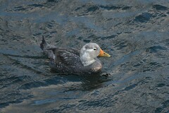 Tachyeres patachonicus