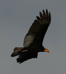 Cathartes burrovianus