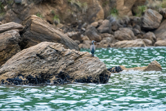 Phalacrocorax punctatus
