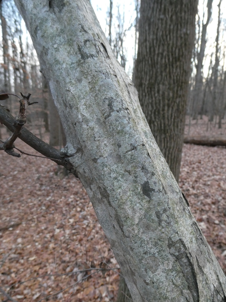 American hornbeam from Darnestown, MD, USA on December 20, 2022 at 05: ...