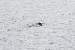 Cephalorhynchus hectori hectori