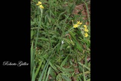 Sisyrinchium palmifolium