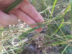 Cymbopogon refractus