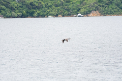 Phalacrocorax punctatus