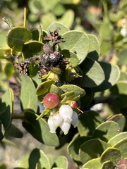 Arctostaphylos purissima