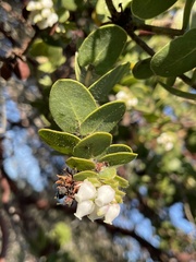 Arctostaphylos purissima